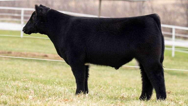 TAG 202 STEER