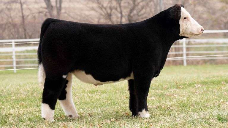 TAG 92 STEER