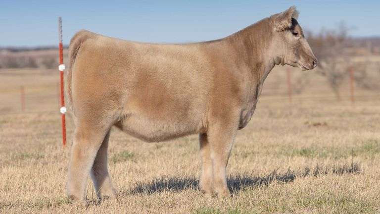 TAG 186 - COMPOSITE CHAROLAIS HEIFER