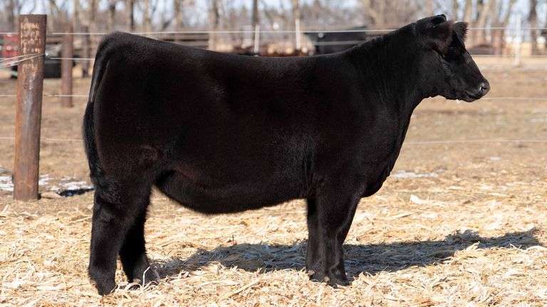 TAG 51 - MAINETAINER/CHI HEIFER