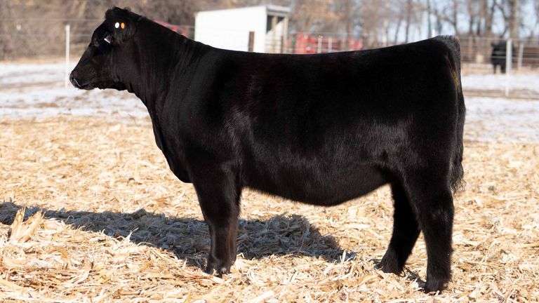 TAG 55 - SIMMENTAL HEIFER