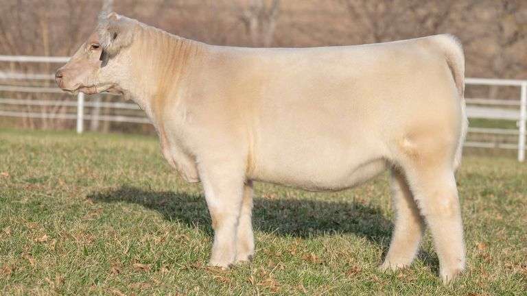 TAG 177 HEIFER