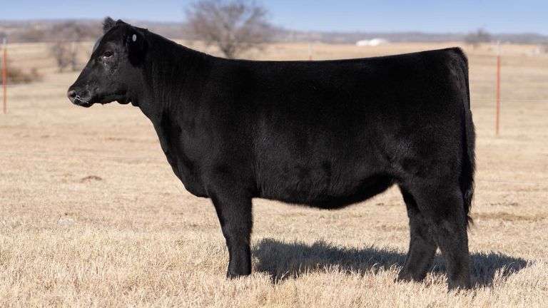 TAG NT 1 - MAINETAINER HEIFER