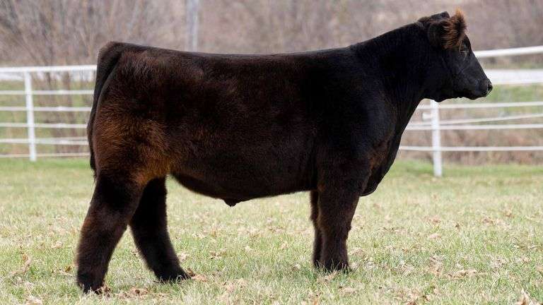 TAG 158 STEER