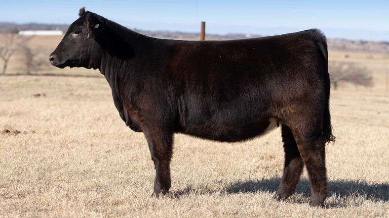 TAG F422 - PB SIMMENTAL HEIFER