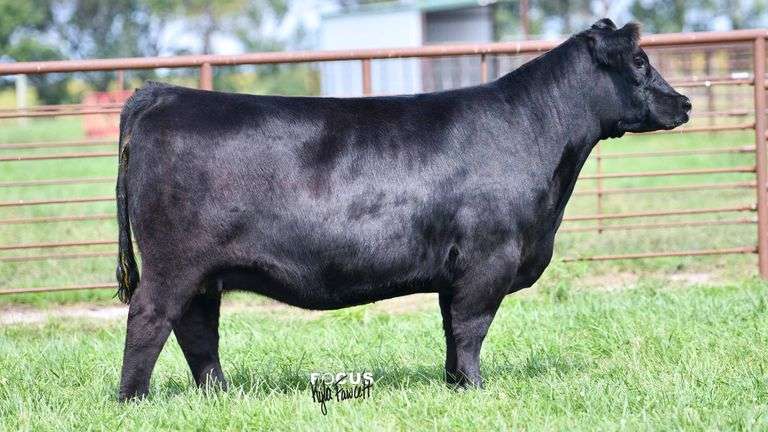 7001 X MARVEL EMBRYOS