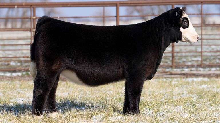 TAG 136 - PB SIMMENTAL HEIFER