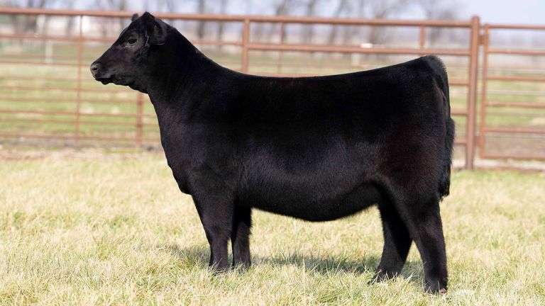 TAG 2070 - ANGUS HEIFER