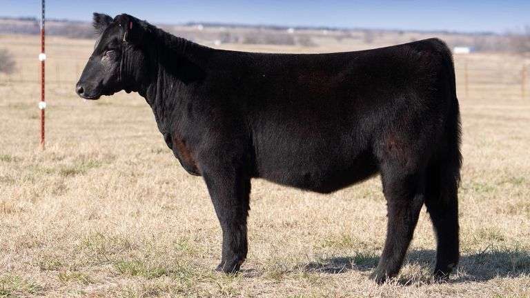 TAG PT - MAINETAINER HEIFER