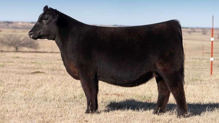 ANGUS HEIFER