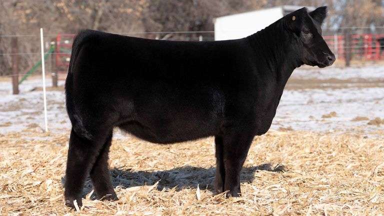 TAG 41  HEIFER
