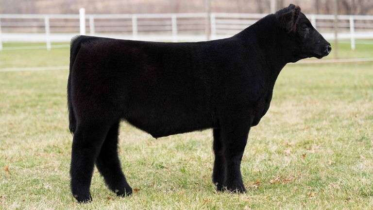 TAG 105 STEER