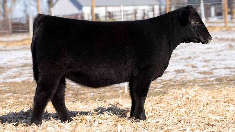 TAG 23 - % SIMMENTAL HEIFER