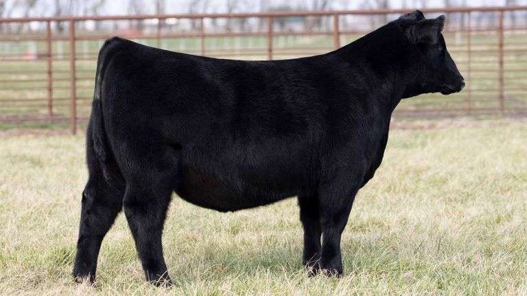TAG 2039 - ANGUS STEER