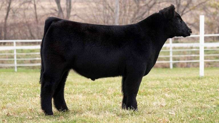 TAG 203 STEER