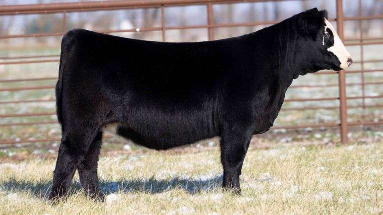 TAG 2013 - SIMMENTAL HEIFER