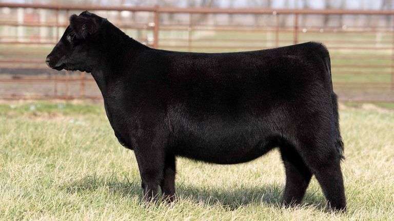TAG 2079 - ANGUS HEIFER