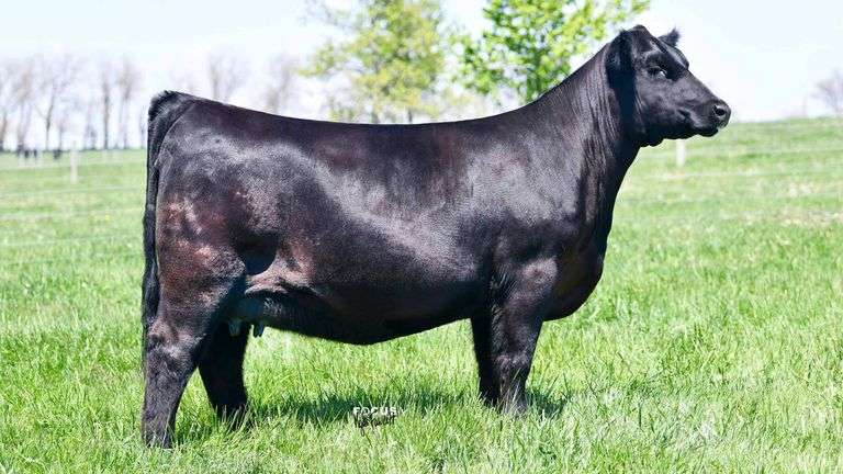 914 X GOOD TIMES EMBRYOS