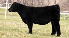 TAG 51 STEER
