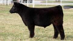 TAG 248 STEER