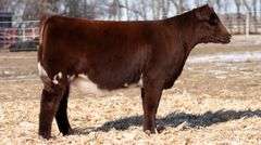 TAG 36  HEIFER