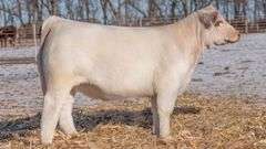 TAG 27 - CHAROLAIS HEIFER