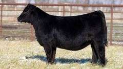 TAG 375 - PB SIMMENTAL HEIFER