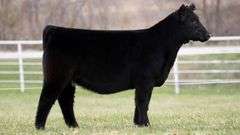 TAG 152 HEIFER