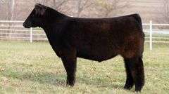 TAG 193 STEER