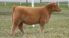 TAG 168 HEIFER