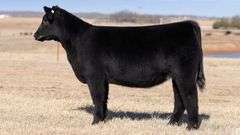 TAG IW - MAINETAINER HEIFER