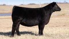 TAG G410 - % SIMMENTAL HEIFER