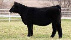 TAG 192 HEIFER