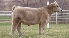 TAG 176 STEER
