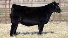 TAG 2234 - MAINE-ANGUS HEIFER