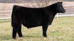 TAG 126 STEER
