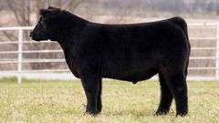 TAG 134 STEER