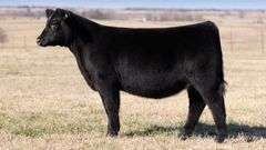 TAG 179 - MAINETAINER HEIFER