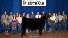TAG 2070 - ANGUS HEIFER