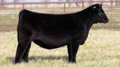 TAG 2232 - MAINE-ANGUS HEIFER