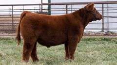 TAG 2271 STEER
