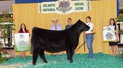 TAG 2080 - ANGUS HEIFER