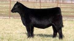 TAG 2080 - ANGUS HEIFER