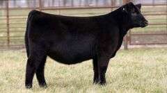 TAG 2238 - ANGUS HEIFER