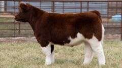 TAG 83 - PB SHORTHORN STEER