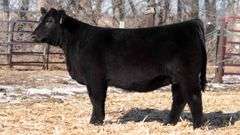 TAG 42 -  MAINE/CHI HEIFER