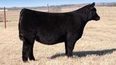 TAG 402 - % SIMMENTAL HEIFER