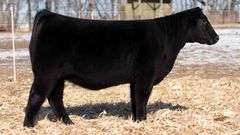 TAG 39  HEIFER