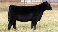 TAG 2032 - ANGUS HEIFER