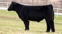TAG 202 STEER